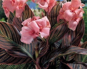 Pink Sunburst Canna Lily - Canna x generalis 'Pink Sunburst' - Rare 'Plant' Seeds - Pink canna lily, Canna indica, Sunburst canna lily