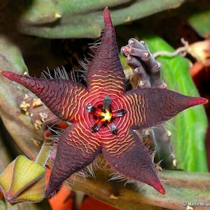 The common name for this is Stapelia kwebensis (Evergreen Starfish).Other Common names for this Rare Succulent Species are: Evergreen Starfish: Cryptanthus bromeliads Plant , Zulu Giant Plant. We only sell rare seeds of rare plants.