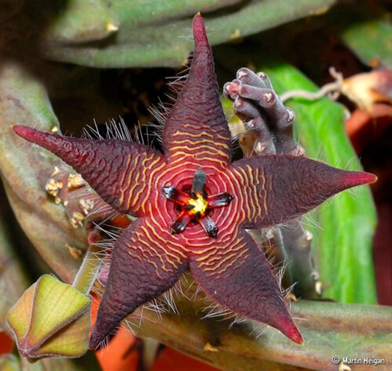 The common name for this is Stapelia kwebensis (Evergreen Starfish).Other Common names for this Rare Succulent Species are: Evergreen Starfish: Cryptanthus bromeliads Plant , Zulu Giant Plant. We only sell rare seeds of rare plants.