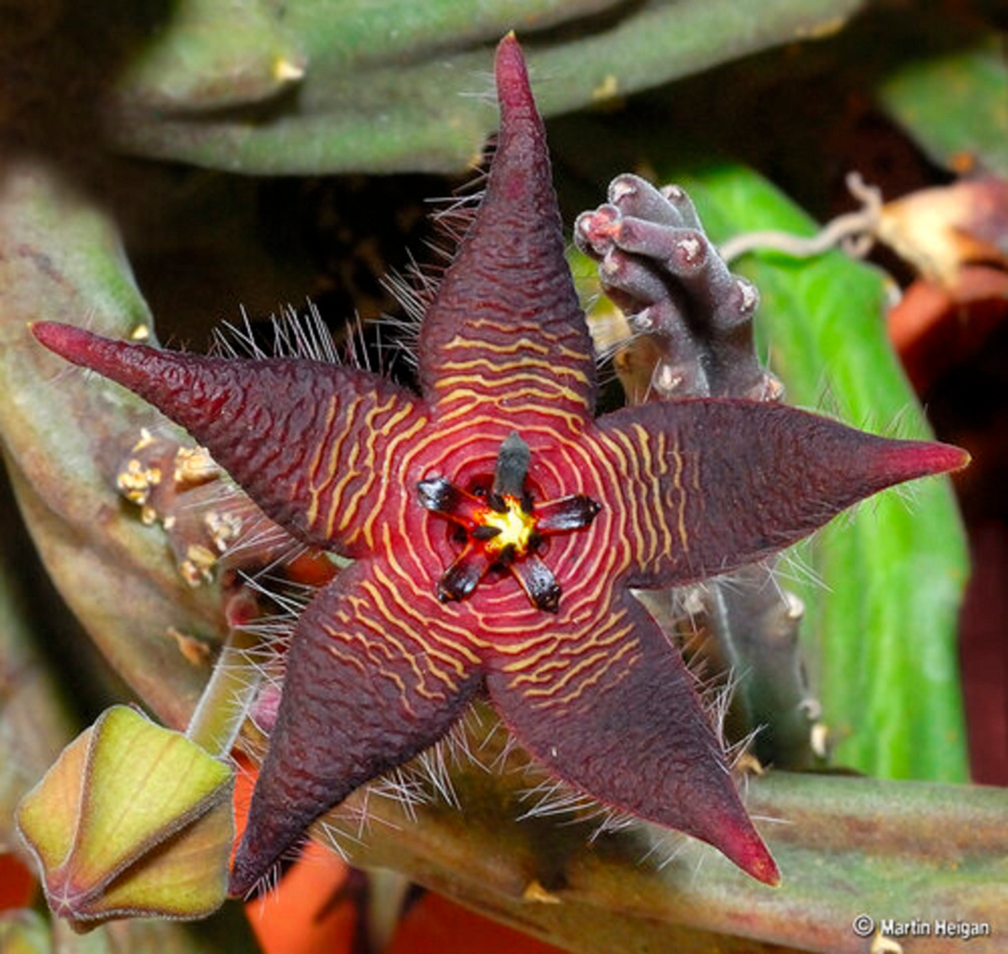常緑ヒトデ - Stapelia kwebensis - 希少な「多肉植物」の種子