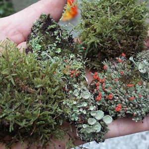 Może przedstawiać: Dłoń trzymająca cztery różne rodzaje mchu. Mech jest zielony, brązowy i szary. Niektóre z mchów mają małe czerwone kwiaty.