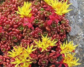 Oregon Stonecrop Sedum - Sedum oreganum - Semillas raras de 'Planta' - Oregon Stonecrop, Amarillo-Rosa, Crassulaceae, Oregon Sedum, Pacific Coast Sedum