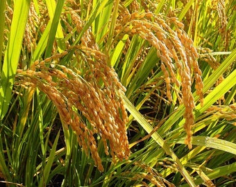 Magic Rice of Assam / Chokuwa Magic Rice - Oryza sativa - Rare 'Plant' Species - Assam Enchanted Rice, Yellow-Green, Assam Magic Grain