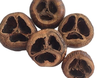 Vagens de Talami - Vagens de sementes maduras de Borassus Flabelifer - Decoração de terrário e aquário - Fonte de nutrição para isópodes e colêmbolos