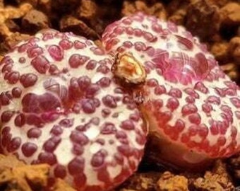 Bleeding Jelly Conophytum - Conophytum sp - Rare 'Succulent' Seeds - Living Pebble, Red-White, Lithops, Aizoaceae, Dwarf Stonecrops