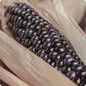 Dakota Black Corn - Zea Mays - Seltenes Erbgemüse