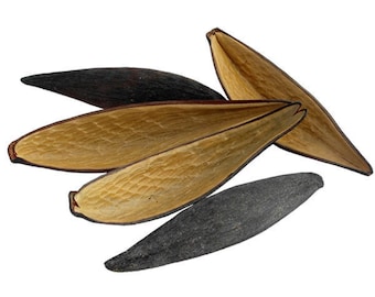 Canoinhas - Funtumia Elastic - Graine d'arbre à caoutchouc - Nutrition parfaite pour les installations bioactives - Décor de terrarium