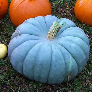 Könnte beinhalten: Ein großer, blauer Kürbis mit einem grünen Stiel liegt auf einem Bett aus grünem Gras. Zwei orangefarbene Kürbisse sind im Hintergrund zu sehen.