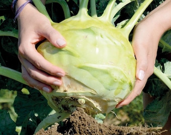 巨大な白いコールラビ - Brassica oleracea gongylodes - 希少な伝統野菜