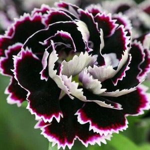 The common name for this is Dianthus chinensis(Black and White Chianti Carnation).Other Common names for this Rare Succulent Species are: Black and White Chianti Carnation: China Pink, Rainbow Pink . We only sell rare seeds of rare plants.