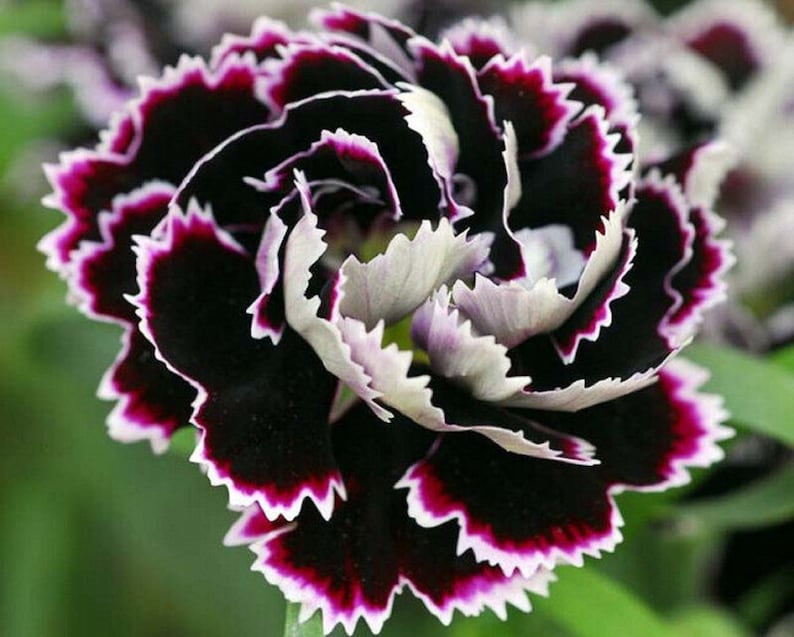 The common name for this is Dianthus chinensis(Black and White Chianti Carnation).Other Common names for this Rare Succulent Species are: Black and White Chianti Carnation: China Pink, Rainbow Pink . We only sell rare seeds of rare plants.