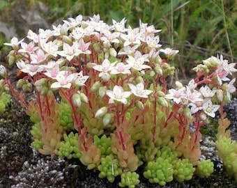 Sedum album - Semillas raras de 'suculentas' - Planta fantasma, blanco-verde, cruz de viuda, sedum blanco de dos hileras