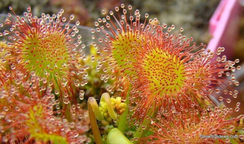Round Leaved Sundew