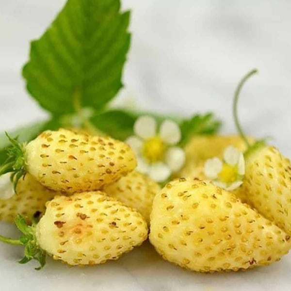 Fresa Maravilla Amarilla - Fragaria vesca - Semillas 'Frutas' Raras - Fresa Alfina Amarilla, Maravilla Amarilla Salvaje, Fresa Amarilla Dorada