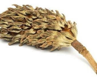 Cápsulas de magnolia - Cápsulas de semillas para ambientes con taninos - Accesorio para terrarios - Cápsulas naturales para suelos sumergidos