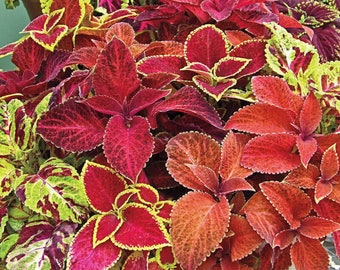 Coleus Wizard Mix - Solenostemon scutellarioides - Rare 'Plant' Species - flame nettle, Red-Orange, Poor mans croton, Kaleidocoleus Mix