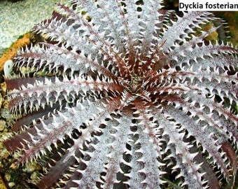 efeutute augen Gefleckte Efeutute | Scindapus pictus