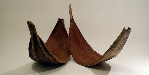 Coco Dish 22-24' - Coconut Pod Peelings - Stunning Show Piece