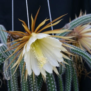 Moonlight Cactus - Selenicereus validus - Rare 'Cactus' Seeds - Giant Cactus, Queen of the Night, Yellow-Green, Selenicereus grandiflorus