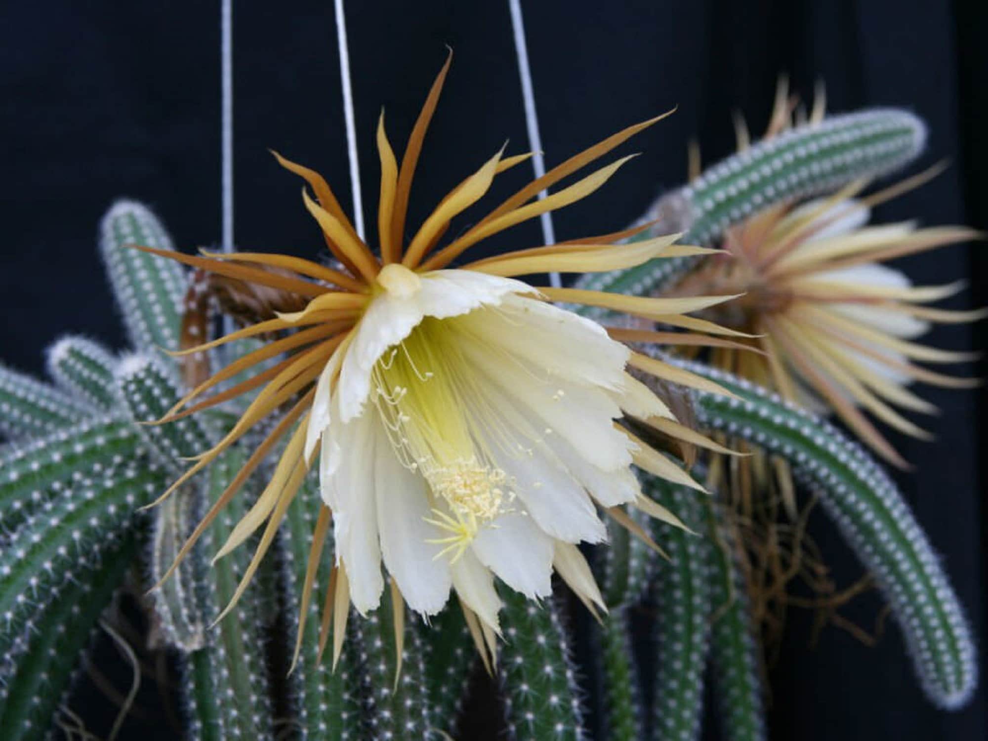 Moonlight Cactus - Selenicereus Validus - Rare 'cactus' Seeds - Giant Cactus,  Queen of the Night, Yellow-green - Etsy Israel