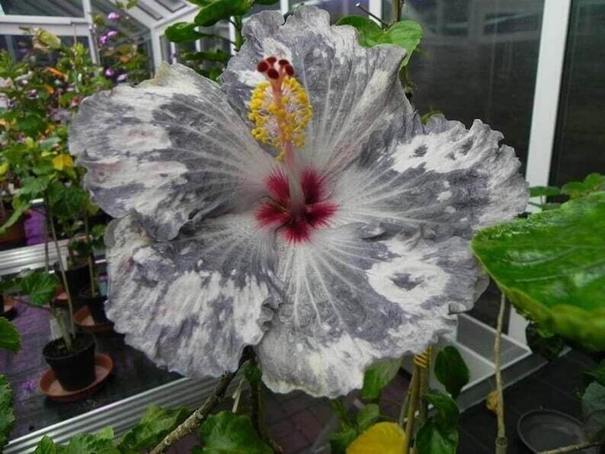 Blue hibiscus seeds - Etsy 日本