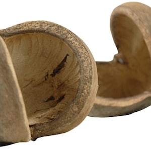Buddha Nuts - Geweldig natuurlijk kooidecor - Gedroogde zaaddoos voor droge of vochtige omgevingen - Verstopplekken voor gekko