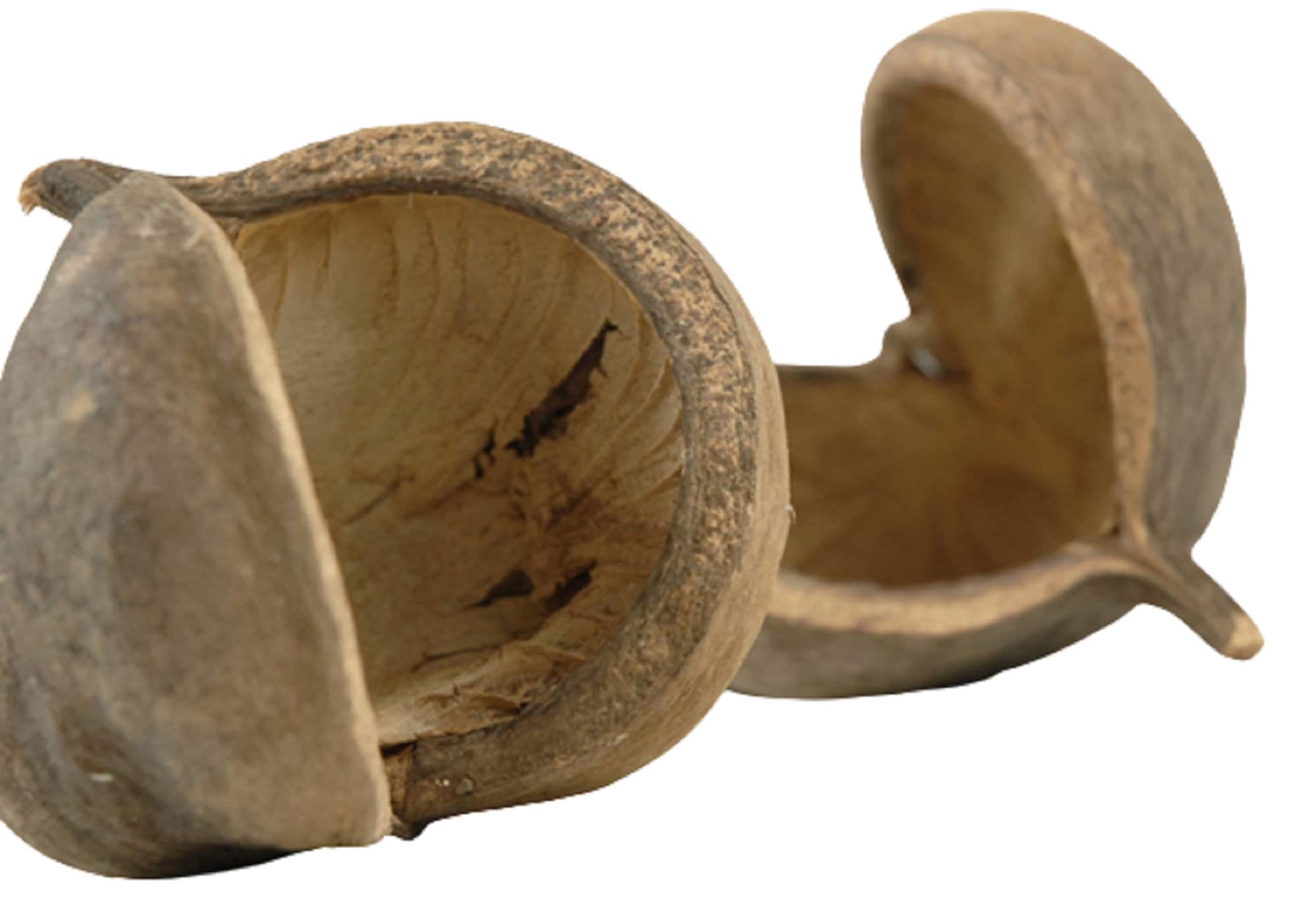 Buddha Nuts - Great Natural Cage Decor - Dried Seed Pod for Dry or Humid Environments - Hiding Spots for Gecko