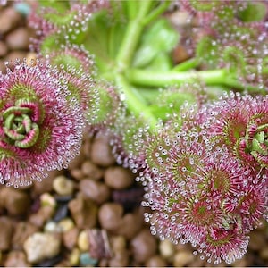 May include: Close-up of a carnivorous sundew plant with several pink and green flower-like traps covered in glistening droplets of dew.
