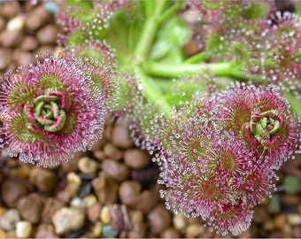Liściasta rosiczka - Drosera stolonifera - Rzadkie nasiona 'Mięsożerne' - Rosiczka tłustoszowa, Różowo-zielona, Rosiczka sosnowa, Rosiczka muchołówkowa, Rosiczka