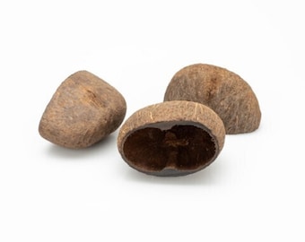 Copos de palmeira - Vagem de fruta botânica de amendoeira - Borassus flabellifer - Decoração natural de terrário, aquário e biotério - Decoração de tanque de répteis