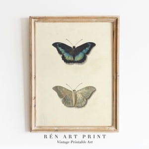 Butterfly Printable Wall Art | Vintage Butterfly Drawing | Farmhouse Wall Decor | Antique Insect Study Digital Download | Butterfly Wall Art
