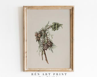Antiker Kiefernzweig Druck | Vintage botanische Wandkunst (Digitaler Download)