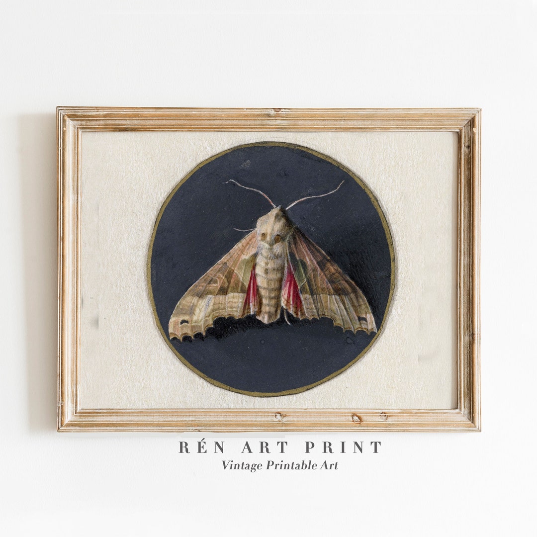 Vintage Moth Art Print | Dark Moody Insect Wall Art | Antique Butterfly ...