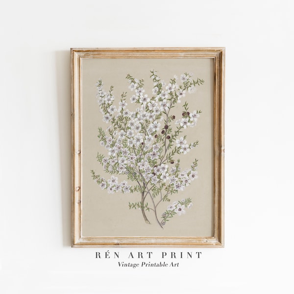 Antique Manuka Plant Painting | Digital Download | White Flower Printable Wall Art | Vintage Floral Art Print |Botanical Still Life wall art