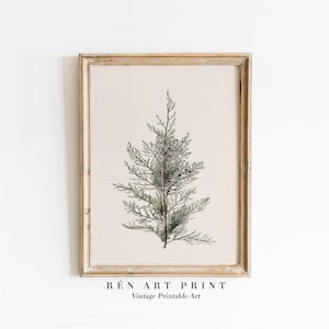 Juniper Branch Printable Wall Art | Vintage Christmas Wall Decor | Winter Botanical Wall Art | Country Holiday Print | Neutral Winter Decor