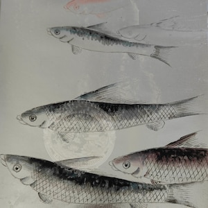 May include: A silver-toned print featuring five fish illustrations. One fish is outlined in pale pink, while the others are rendered in detailed black ink with visible scales, fins, and eyes. A circular watermark is visible in the center.