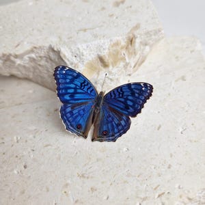 Precis radama Butterfly | Real Madagascan Butterfly Specimen | Unspread