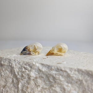 May include: Two small bird skulls positioned side by side. The skull on the left features a dark, pointed beak, while the skull on the right has a lighter, tan-coloured beak. Both skulls are off-white with visible eye sockets and bone structure.