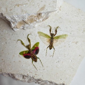 May include: Two praying mantises are displayed on a textured, off-white surface. One mantis has green and red wings with yellow spots, the other has translucent green wings. The insects are brown and green.