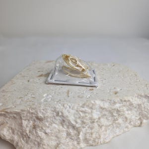 May include: A small, off-white animal skull encased in a clear, rectangular plastic display case. The skull features visible eye sockets and a jaw structure, resting securely within the transparent protective housing for preservation and viewing.