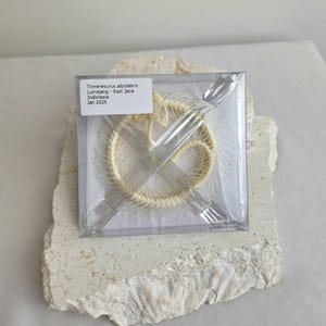 May include: A preserved snake skeleton, Trimeresurus albolabris, in a clear plastic box. The box sits on a light-coloured, textured stone. The label on the box reads "Lumajang - East Java, Indonesia, Jan 2026."