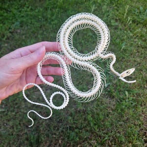 May include: A white, articulated snake skeleton model featuring a detailed skull with an open jaw and a long, segmented vertebral column that curves into a spiral shape, showcasing the intricate bone structure of the reptile's anatomy.