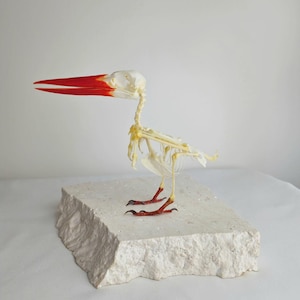 May include: A bird skeleton specimen featuring a prominent, elongated beak with a vibrant red tip. The skeletal structure is off-white, with delicate bone formations visible throughout the torso and legs. The feet are a deep, dark red colour.