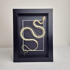 May include: A cream-coloured snake skeleton displayed inside a black rectangular shadow box frame. The skeleton is arranged in a winding, S-shaped pattern against a black background, which is accented by a thin white rectangular border.