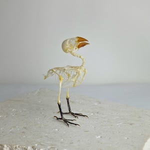 May include: A small bird skeleton featuring an off-white skull and ribcage with a pointed, light brown beak. The structure includes thin, delicate vertebrae and long, slender legs that transition into dark, sharp, clawed feet standing upright.