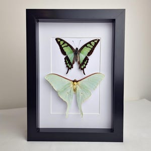 May include: A black rectangular shadow box frame containing two mounted insects on a white background. The top specimen is a green and black swallowtail butterfly, while the bottom specimen is a pale mint green luna moth with long tails.