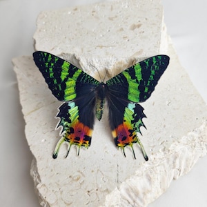 Urania ripheus Sunset Moth | Real Madagascan Sunset Moth | A1 & A- Quality | Preserved Insect Specimen | Entomology Collection