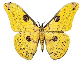 Leopa katinka Moth Specimen | Papered Moth | Ethically Sourced from Vietnam
