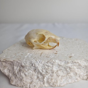 May include: A small, off-white animal skull featuring a prominent curved upper incisor tooth. The skull displays a smooth, rounded cranium and visible eye sockets, resting on a textured, porous, light-coloured stone block with a rough surface.