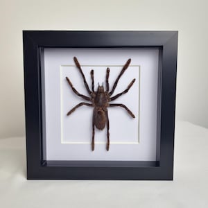 May include: A framed tarantula specimen. The spider is a dark brown colour and is displayed against a white background. The black frame is square and has a minimalist design. The tarantula's legs are fully extended.